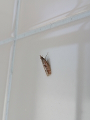 Syntonarcha iriastis