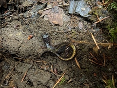 Plethodon dunni