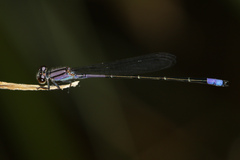 Enallagma novaehispaniae