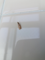 Syntonarcha iriastis