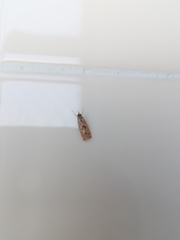 Syntonarcha iriastis