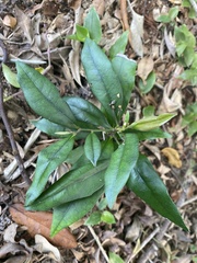 Diospyros pentamera