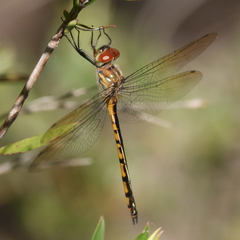 Hemicordulia continentalis