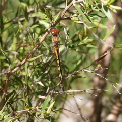 Hemicordulia continentalis