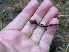 Plethodon larselli