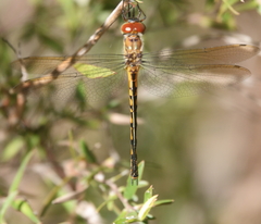 Hemicordulia continentalis