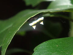 Poecilopachys australasia