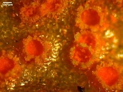 Puccinia obscura