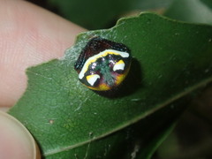 Poecilopachys australasia