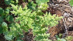 Moscharia pinnatifida