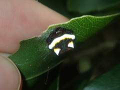 Poecilopachys australasia