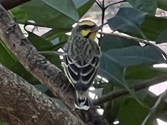 Crithagra mozambica