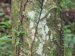 Blechnum filiforme