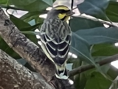 Crithagra mozambica