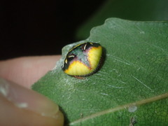 Poecilopachys australasia