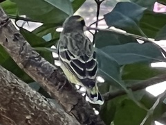 Crithagra mozambica