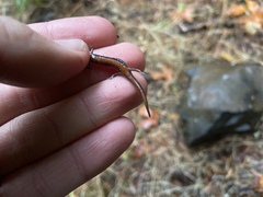 Plethodon larselli