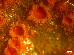 Puccinia obscura