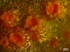 Puccinia obscura