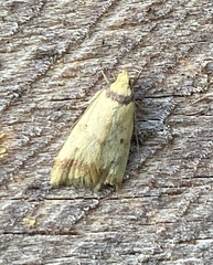 Heteroteucha anthodora