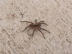 Alopecosa licenti