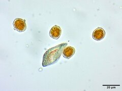 Puccinia obscura