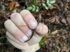 Plethodon larselli