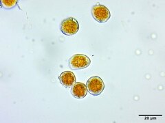 Puccinia obscura