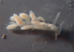 Trinchesia albocrusta