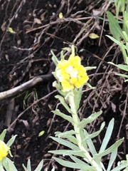 Chrysocephalum apiculatum