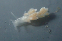 Trinchesia albocrusta