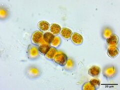 Puccinia obscura