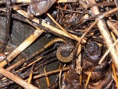 Plethodon larselli
