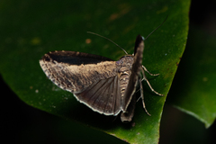 Lophoptera squammigera