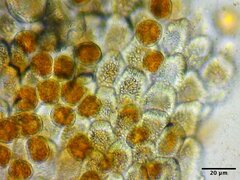 Puccinia obscura