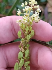 Reseda lutea