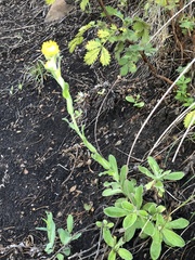 Chrysocephalum apiculatum