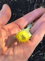 Chrysocephalum apiculatum