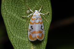 Cyana interrogationis