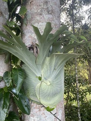 Platycerium superbum