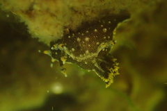 Polycera hedgpethi