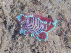 Hydatina physis