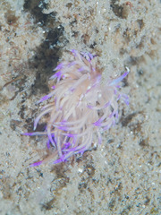 Unidentia