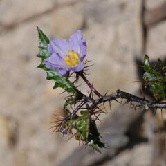 Solanum prinophyllum