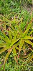 Aloe