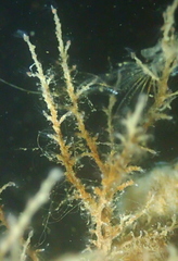 Hydrozoa