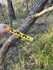 Acacia leiocalyx