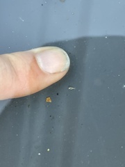 Trinchesia albocrusta