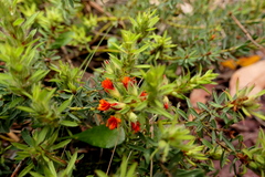 Pultenaea humilis
