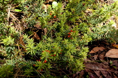 Pultenaea humilis